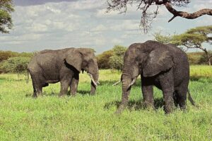 Tarangire Safari Cost: Complete 2026 Guide to Budget,
