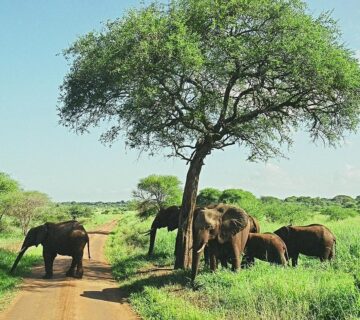 Best Time to Visit Tarangire National Park: