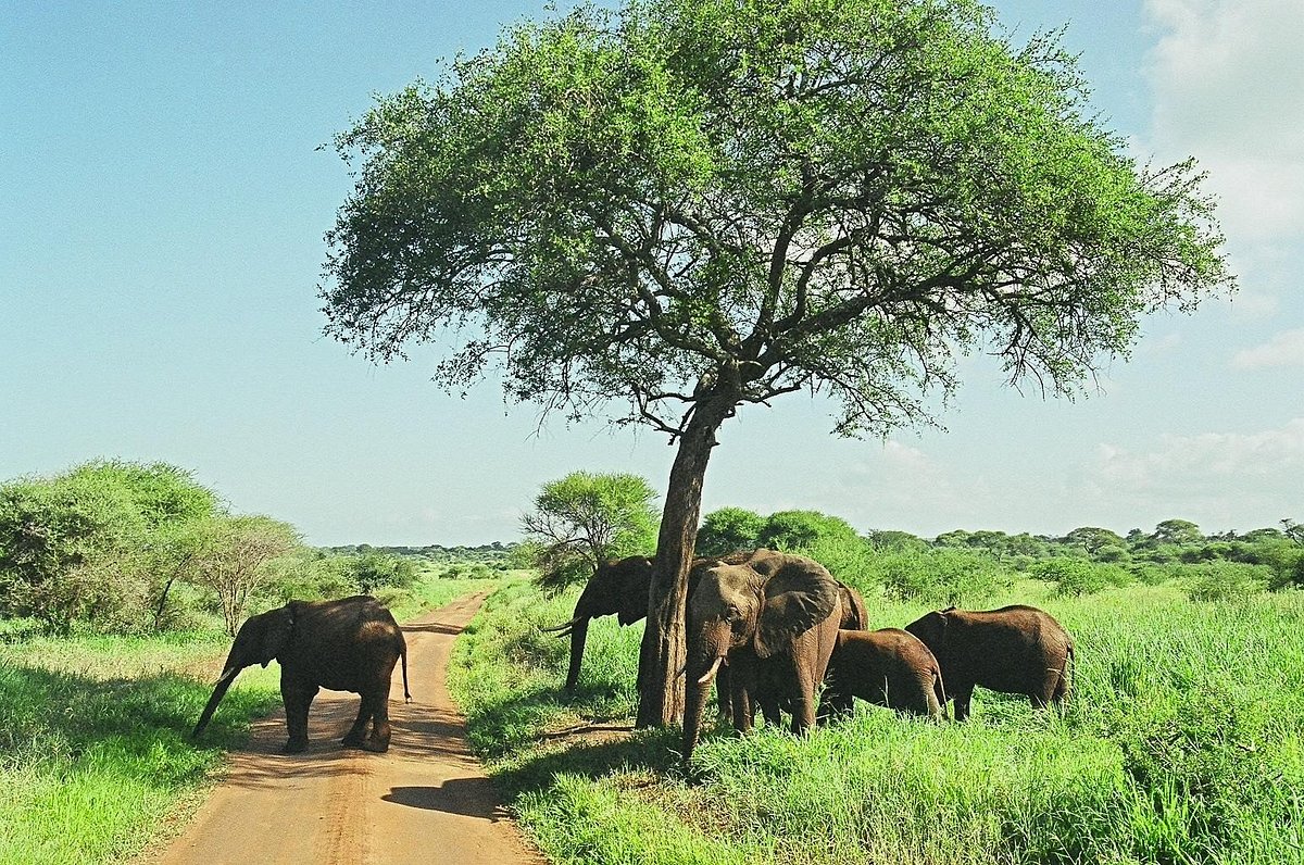 Best Time to Visit Tarangire National Park: