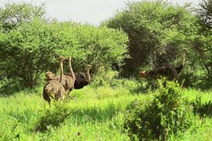 Best Time to Visit Tarangire National Park: