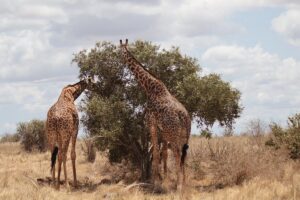 Tsavo East Safari from Mombasa: The Ultimate Wildlife Tsavo East Safari from Mombasa: The Ultimate Wildlife