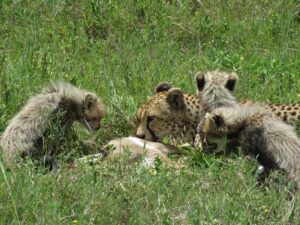 Private Serengeti Safari Tours: The excellent Guide