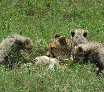 Affordable Serengeti Safari Packages: How to Experience