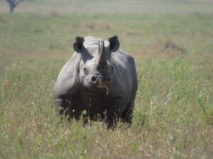 Private Serengeti Safari Tours: The excellent Guide