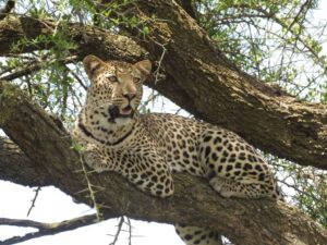 Serengeti Safari Packages with Zanzibar: The Top Rated Serengeti Safari Packages with Zanzibar: The Top Rated