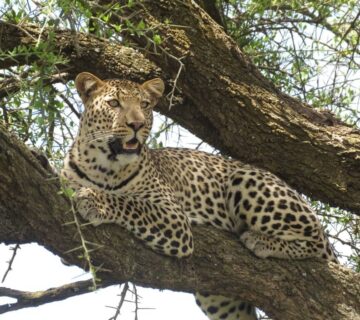 All Inclusive Serengeti Safari Packages: The Complete Guide