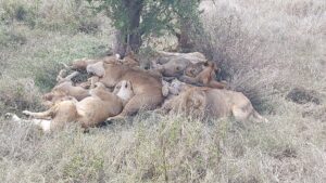 Serengeti Safari Packages with Zanzibar: The Top Rated Serengeti Safari Packages with Zanzibar: The Top Rated