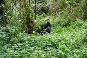 Compare Gorilla Trekking Packages: The Ultimate Guide Compare Gorilla Trekking Packages: The Ultimate Guide