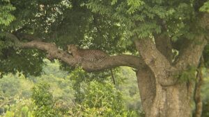 Best Murchison Falls Safari Deal: The Ultimate Guide
