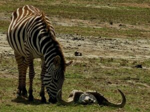 Best Time to Visit Tarangire National Park: