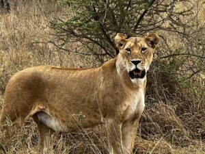 All-Inclusive Masai Mara Safari: The Exclusive Stress-Free