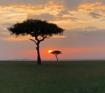Affordable Serengeti Safari Packages: How to Experience