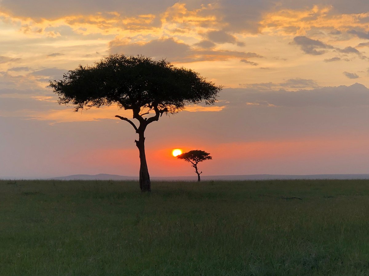 Affordable Serengeti Safari Packages: How to Experience