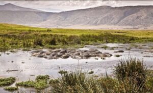 Ngorongoro Crater Safari from Arusha: The Best Guide Ngorongoro Crater Safari from Arusha: The Best Guide