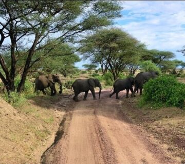 Ngorongoro Crater Honeymoon Package: The Top Most