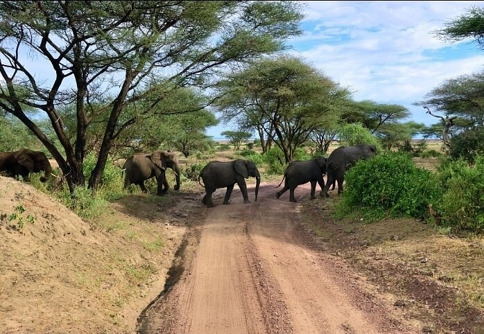 Ngorongoro Crater Safari from Arusha: The Best Guide Ngorongoro Crater Honeymoon Package: The Top Most