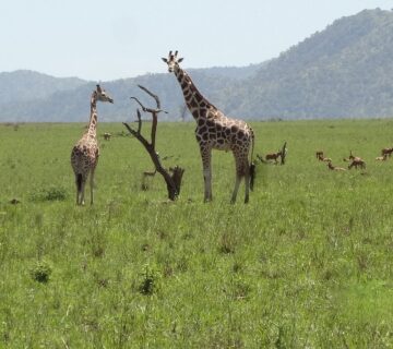 Luxury Kidepo Safari Lodge Packages: The Complete 2026