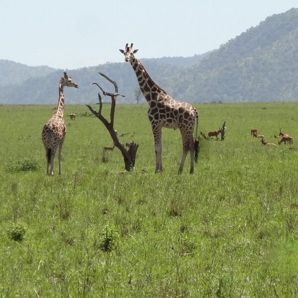 Luxury Kidepo Safari Lodge Packages: The Complete 2026