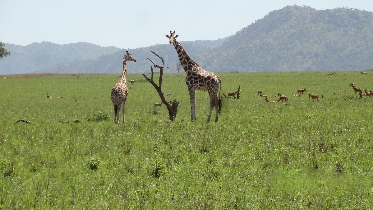 Luxury Kidepo Safari Lodge Packages: The Complete 2026 Luxury Kidepo Safari Lodge Packages: The Complete 2026