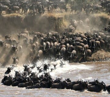 All Inclusive Serengeti Safari Packages: The Complete Guide