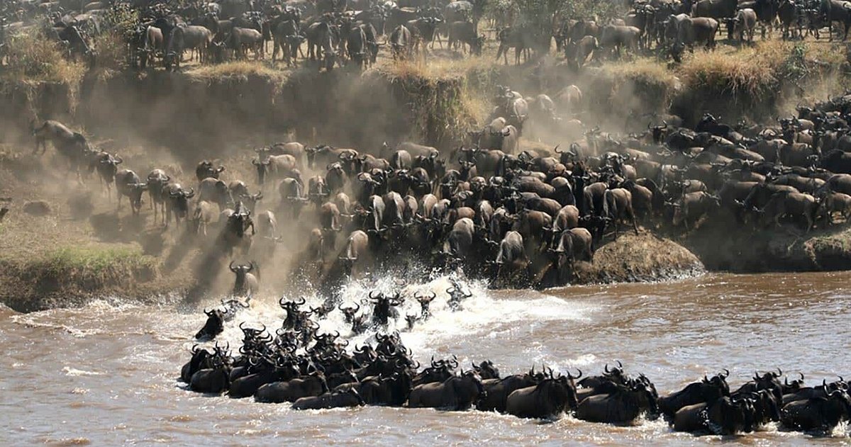 Serengeti Migration Safari Packages: The Exceptional Guide All Inclusive Serengeti Safari Packages: The Complete Guide