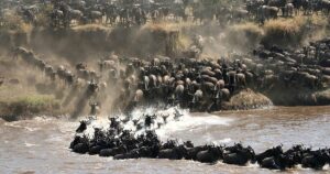 Private Masai Mara Safari Packages: The Ultimate Guide