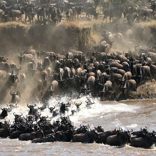 All-Inclusive Masai Mara Safari: The Exclusive Stress-Free All Inclusive Masai Mara Safari: The Exclusive Stress Free