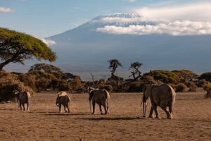 Why Amboseli Is Kenya Best Safari Park for Elephant Lovers