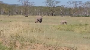 Lake Nakuru Rhino Safari: The Conclusive Guide to Kenya Lake Nakuru Rhino Safari: The Conclusive Guide to Kenya