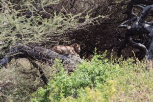 Where to See Tree Climbing Lions in Tanzania: The Ultimate Where to See Tree Climbing Lions in Tanzania: The Ultimate