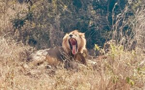 3 Day Tsavo Safari from Mombasa: The Ultimate Kenya 3 Day Tsavo Safari from Mombasa: The Ultimate Kenya