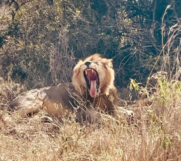 Private Safari Mombasa: The Ultimate Guide to Exclusive Kenya
