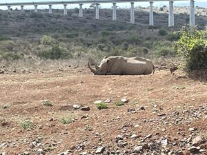 3 Day Tsavo Safari from Mombasa: The Ultimate Kenya 3 Day Tsavo Safari from Mombasa: The Ultimate Kenya
