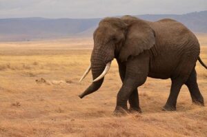Ngorongoro Crater Private Game Drive: The Best Exclusive