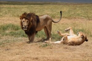 Ngorongoro Crater Safari for Families: The Ultimate Ngorongoro Crater Safari for Families: The Ultimate