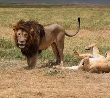 Ngorongoro Crater Safari in Dry Season: Why June to October
