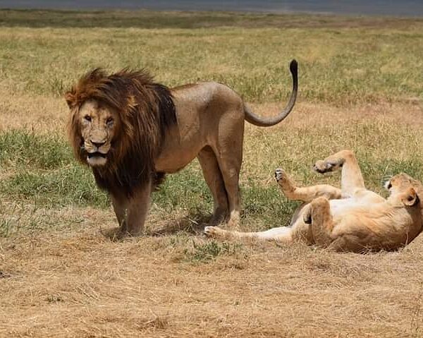 Ngorongoro Crater Safari in Dry Season: Why June to October