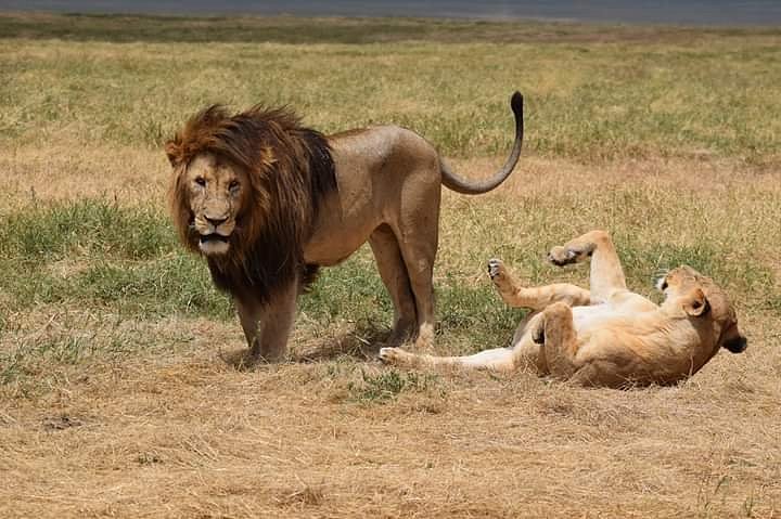 Ngorongoro Crater Safari in Dry Season: Why June to October Ngorongoro Crater Safari in Dry Season: Why June to October