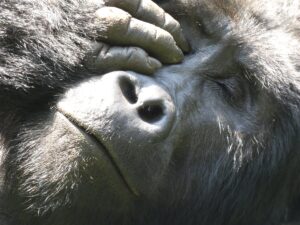 Gorilla Habituation Tour Packages Uganda: The Perfect Guide Gorilla Habituation Tour Packages Uganda: The Perfect Guide