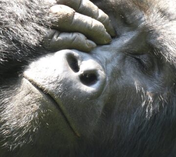 Gorilla Habituation Tour Packages Uganda: The Perfect Guide
