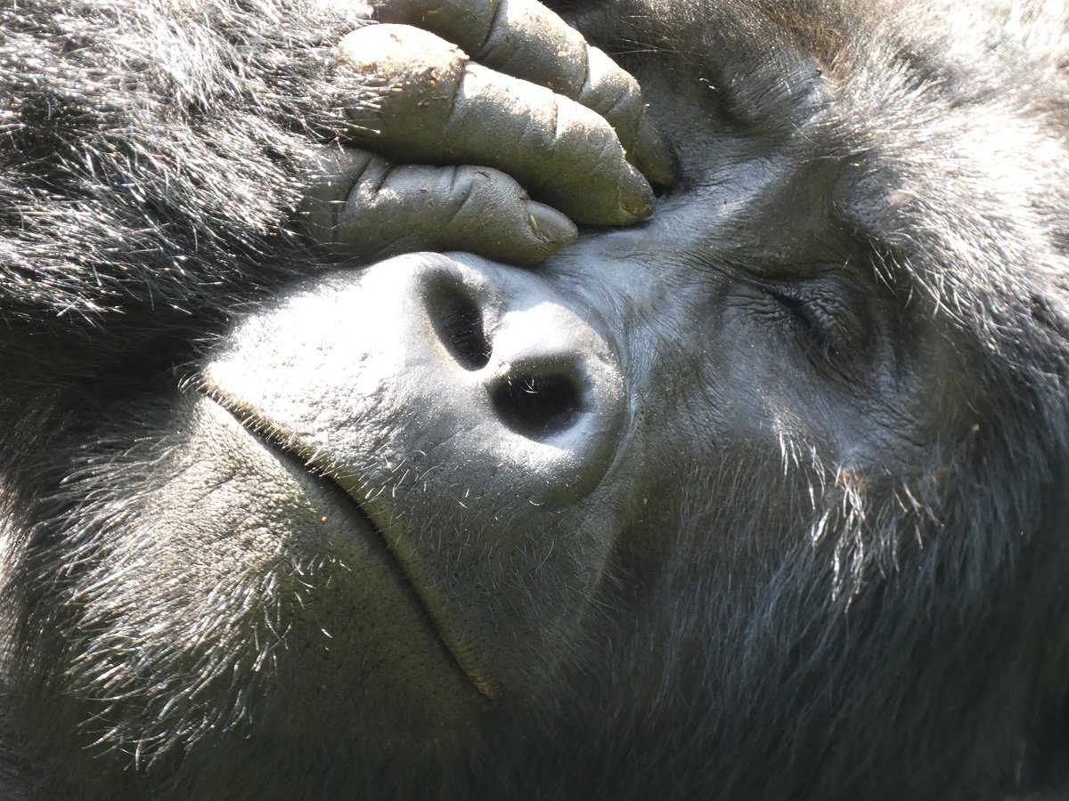 Gorilla Habituation Tour Packages Uganda: The Perfect Guide