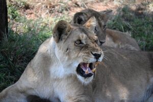 Fly-In Safari &Zanzibar Package: The Ultimate Luxury Fly-In Safari &Zanzibar Package: The Ultimate Luxury