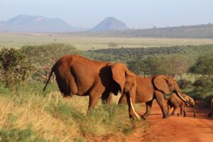 Safari and Beach Package Kenya: The Ultimate Bush and Beach