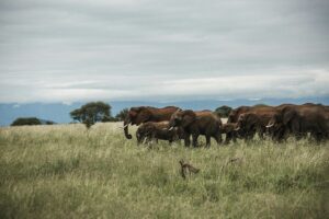 1 Day Ngorongoro Crater Tour: The Ultimate Big Five Safari 1 Day Ngorongoro Crater Tour: The Ultimate Big Five Safari