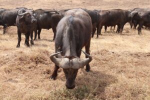 Ngorongoro Crater Safari in Dry Season: Why June to October Ngorongoro Crater Safari in Dry Season: Why June to October