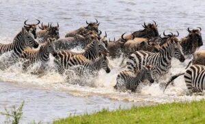 Serengeti Migration Safari Packages: The Exceptional Guide Serengeti Migration Safari Packages: The Exceptional Guide