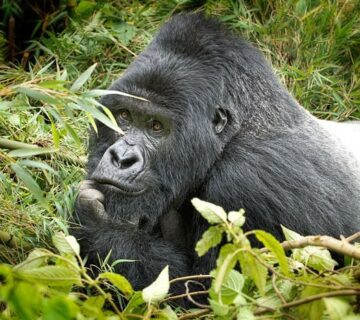 Uganda vs Kenya Safari: Which African Safari Is Better