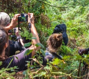 Bwindi Gorilla Trekking Safari – Packages, Prices